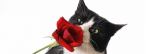 Cat with Rose Cat with Rose