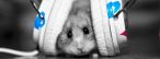 Music cat Music cat